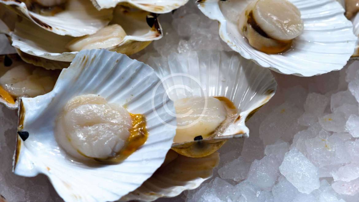 Raw Oysters on Half Shell