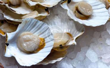 Raw Oysters on Half Shell